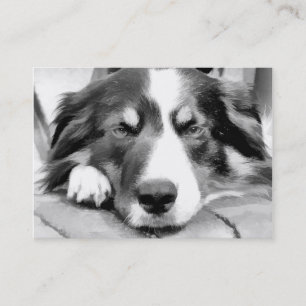 BORDER COLLIE BUSINESS CARD