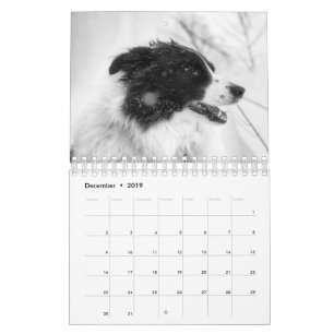 Border Collie CALENDAR