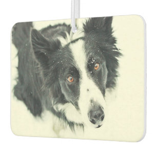 Border Collie Car Air Freshener