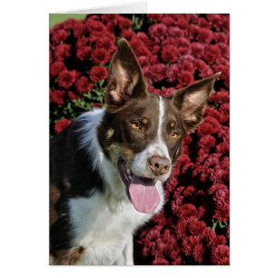 Border Collie Card