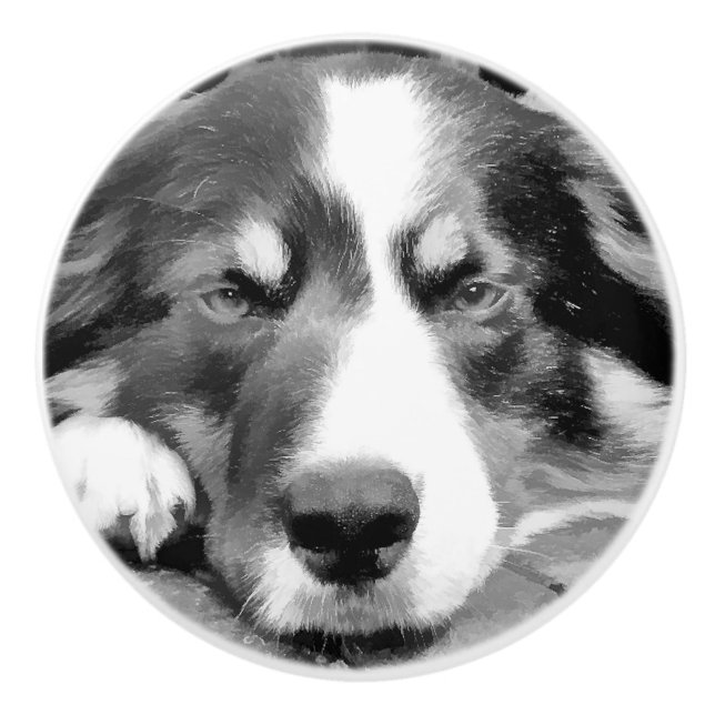 BORDER COLLIE CERAMIC KNOB (Front)