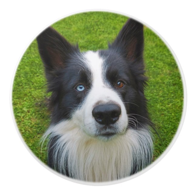 Border Collie Ceramic Knob (Front)
