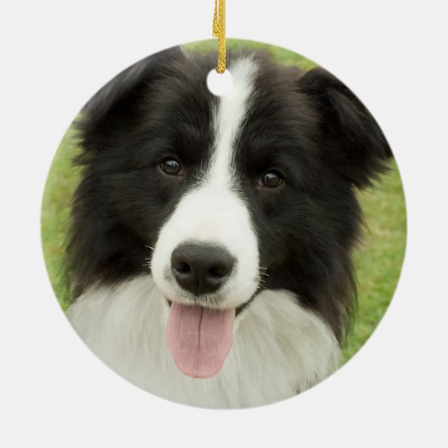 Border Collie Ceramic Ornament (Back)