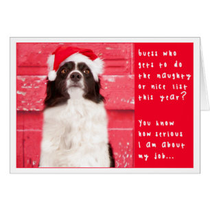 Border Collie Christmas Card