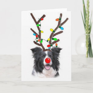 Border Collie Christmas Card~Rudolph Holiday Card