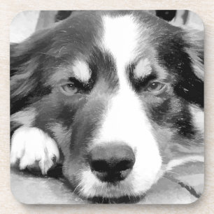 BORDER COLLIE COASTER