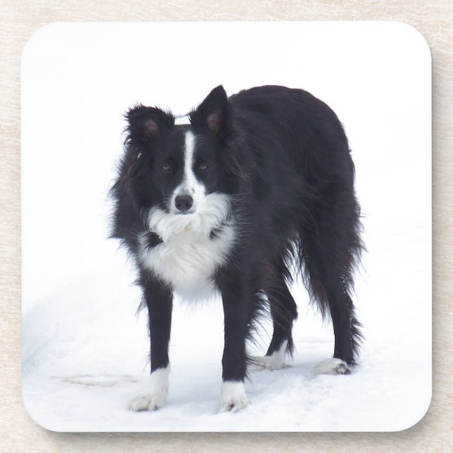 Border Collie Coaster (Front)