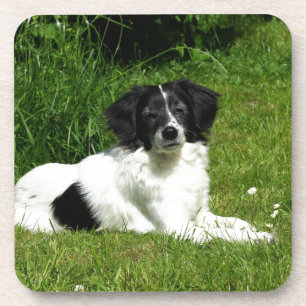 Border Collie Coaster
