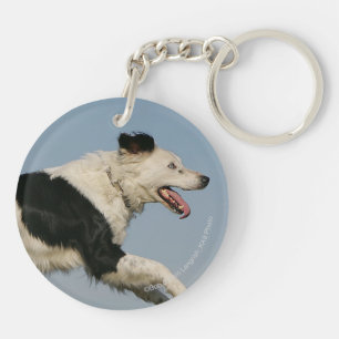 Border collie courant 2