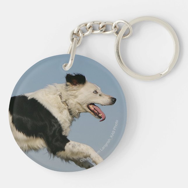 Border collie courant 2 (Dos)