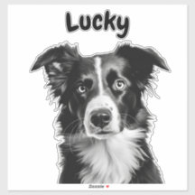 Border Collie Custom Name