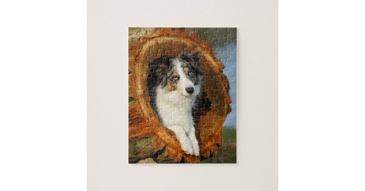 Border Collie cute dog Jigsaw Puzzle Zazzle