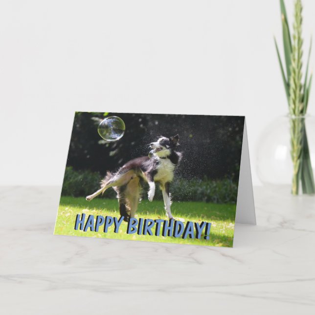 Border collie dog birthday card (Front)