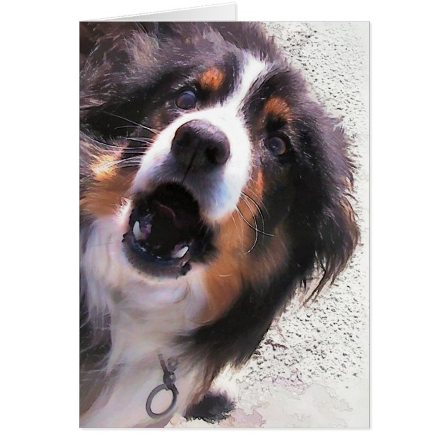 BORDER COLLIE DOG card (Front)