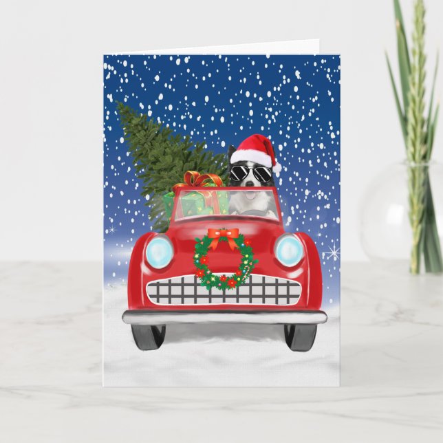Border Collie  Dog Driving Car In Snow Christmas  Program (Front)