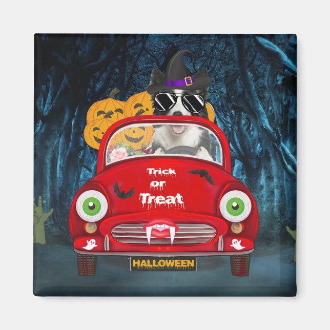 Border Collie Dog Driving Car Scary Halloween  Magnet (Front)