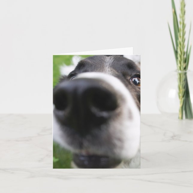 Border Collie Dog Face Close-up Greeting Card (Front)