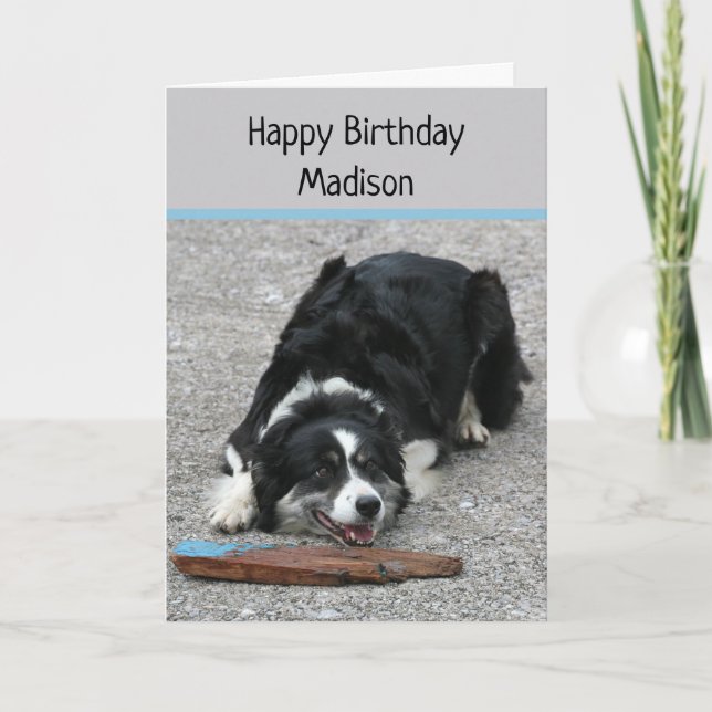 Border Collie Dog, Happy Birthday, personalized Card (Front)