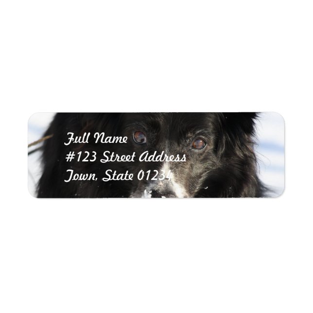 Border Collie Dog  Mailing Labels (Front)