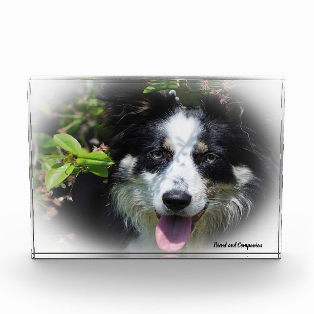 Border Collie Dog Photo Block (Front)