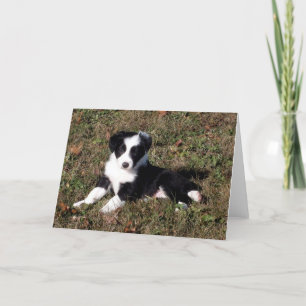 Border Collie Dog Portrait Blank Greeting Card