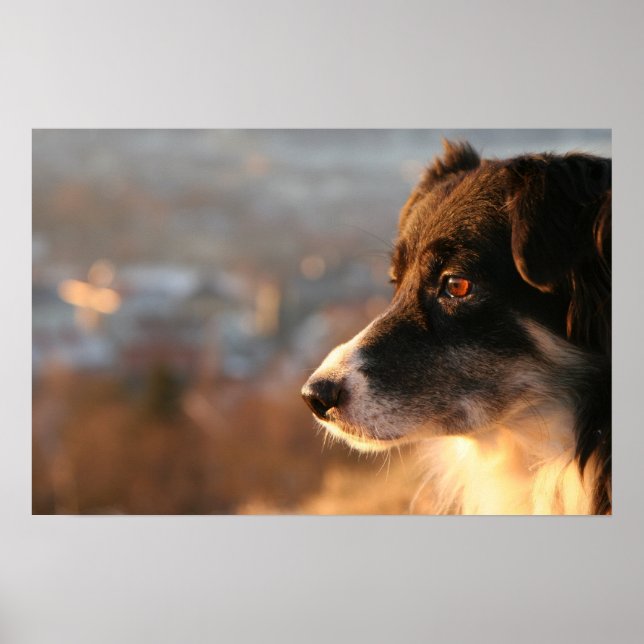Border Collie Dog Poster (Front)
