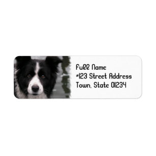 Border Collie Dog Return Address Label