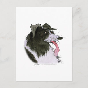 Border Collie dog, tony fernandes Postcard