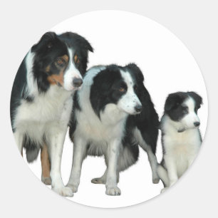 Border Collie Dogs Classic Round Sticker