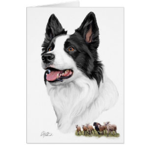 Border collie et moutons