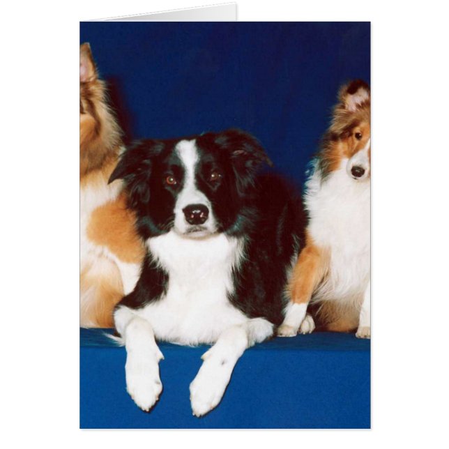 Border collie et Shelties (Devant)