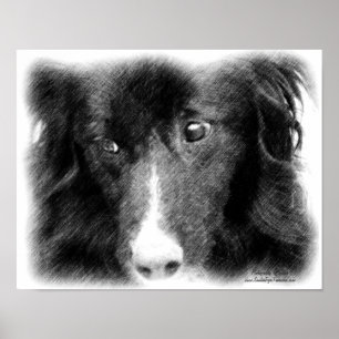 Border Collie Face Pencil Art Poster