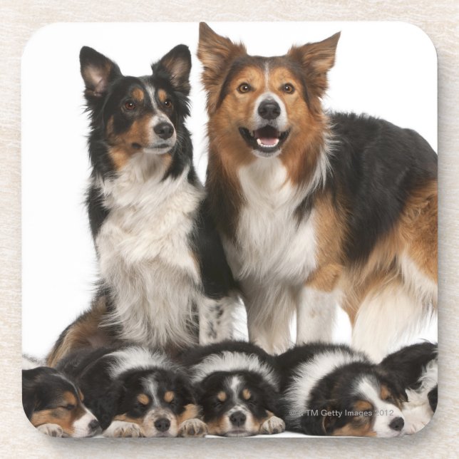 Border collie family coaster (Front)