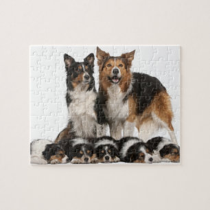 Border collie family jigsaw puzzle