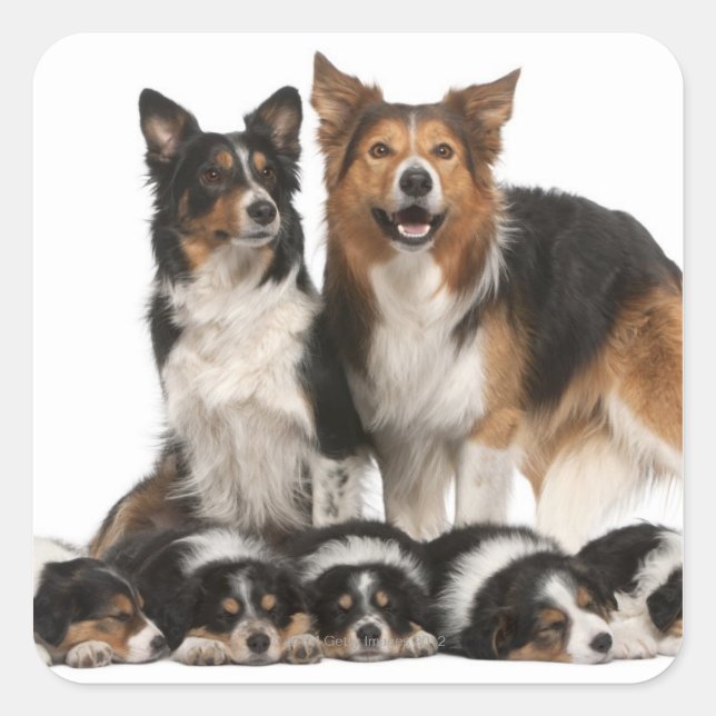 Border collie family square sticker (Front)
