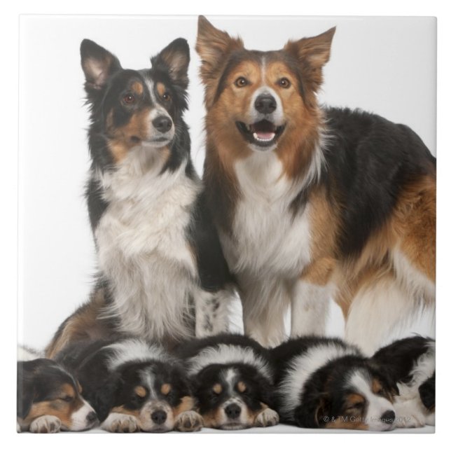 Border collie family tile (Front)