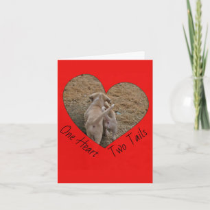 Border Collie Folded Greeting Card