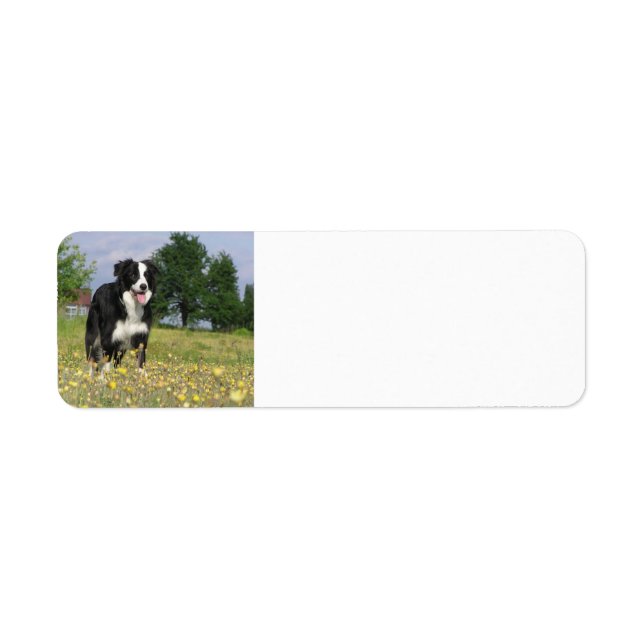 border collie full 3.png (Front)