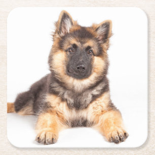 Border Collie German Shepherd Mix Square Paper Coaster