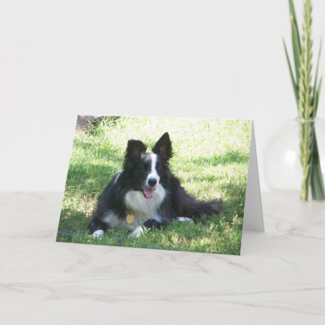 Border Collie Greeting Card (Front)