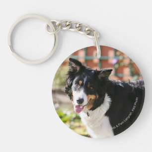 Border collie haletant 1