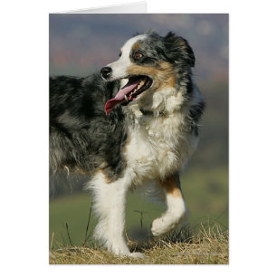 Border collie haletant 2