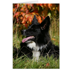 Border collie haletant la fixation