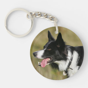 Border collie haletant le Headshot 2