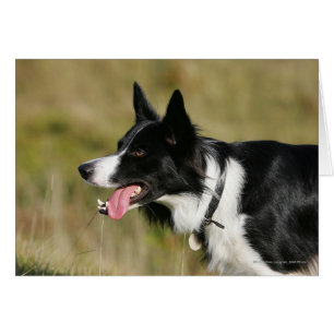 Border collie haletant le Headshot 2