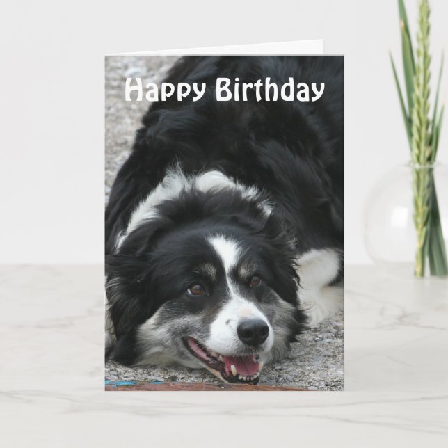Border Collie - Happy Birthday Card (Front)