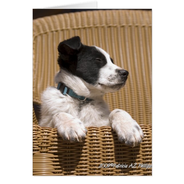 Border Collie Heeler Mix Dog Sleepy Puppy Photo (Front)