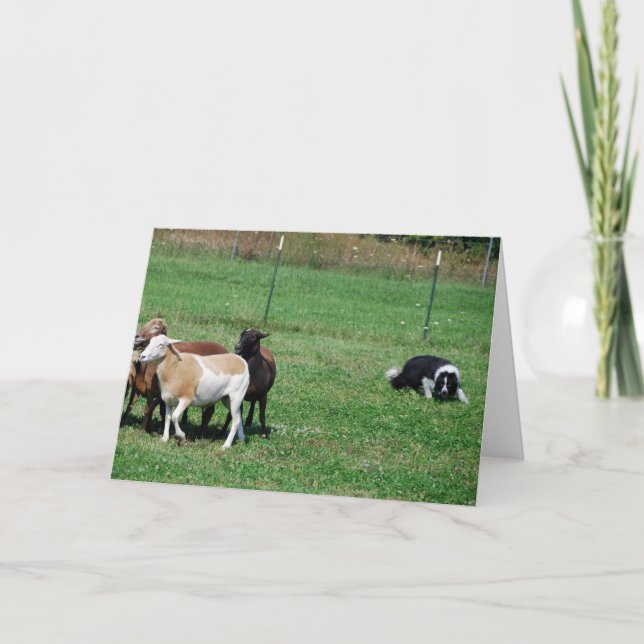 Border Collie Herding Sheep Note Card (Front)