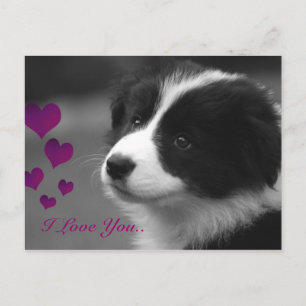 Border Collie, I Love You Postcard