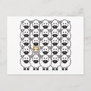 Border Collie in the Sheep Postcard